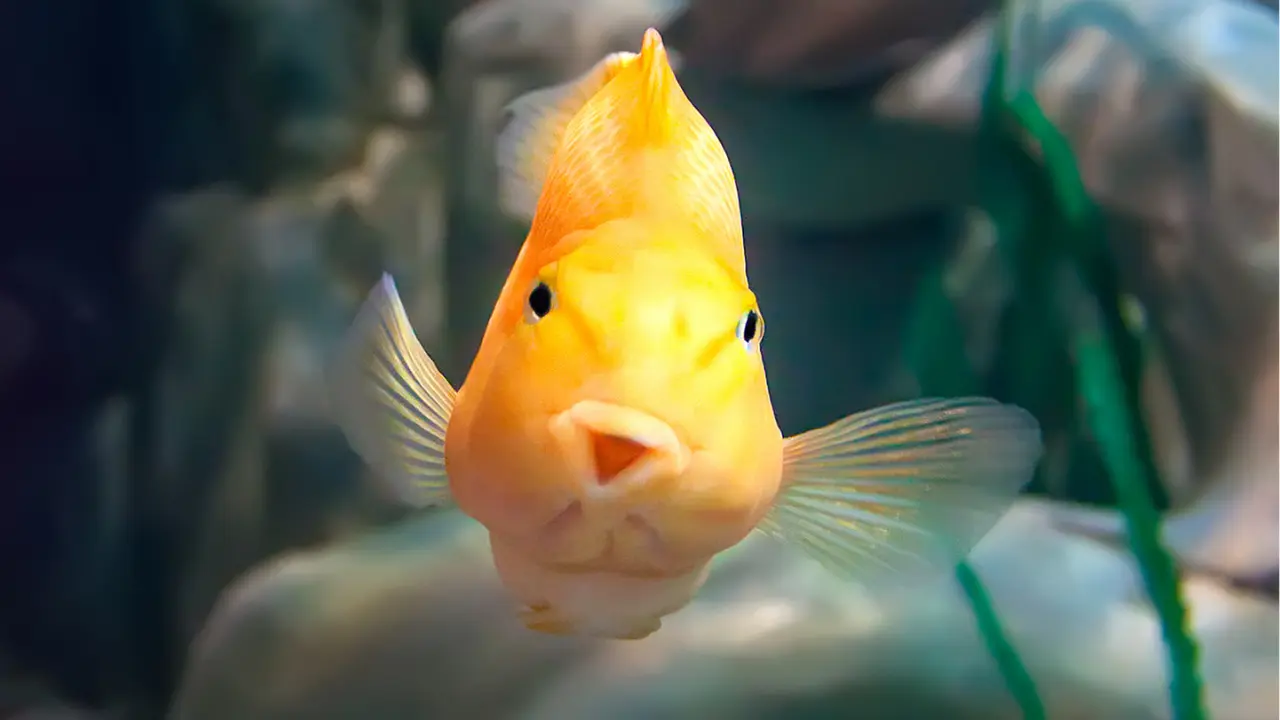 funny yellow fish