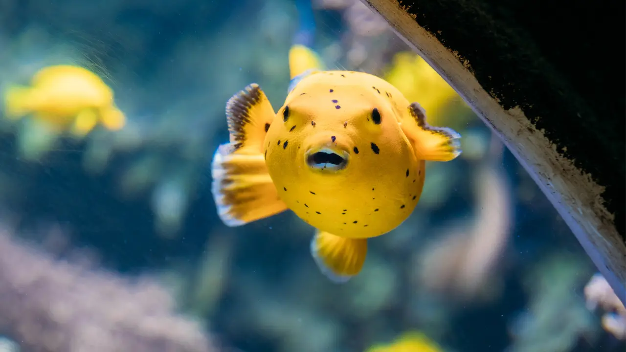 unique yellow fish names