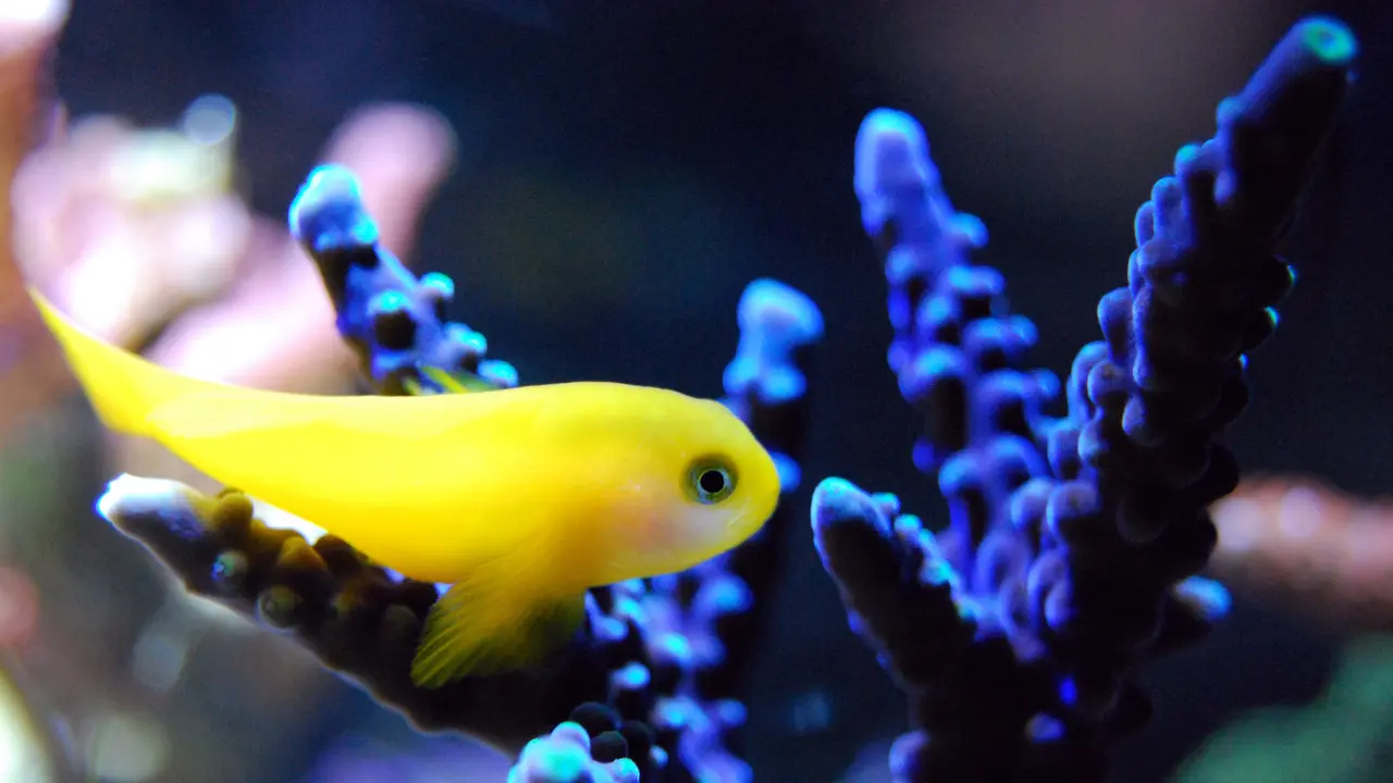 cute yellow fish