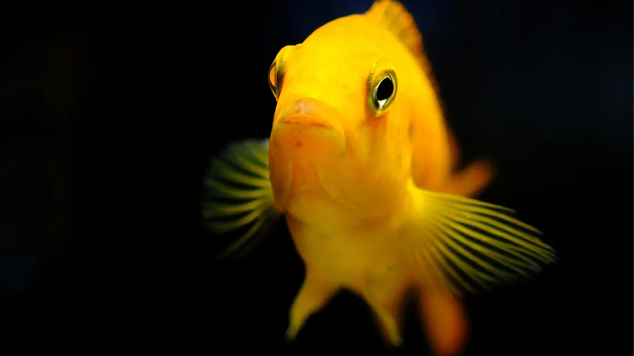 yellow fish