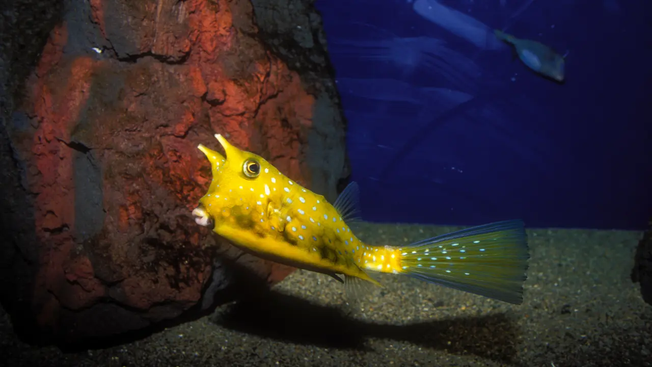 rude yellow fish