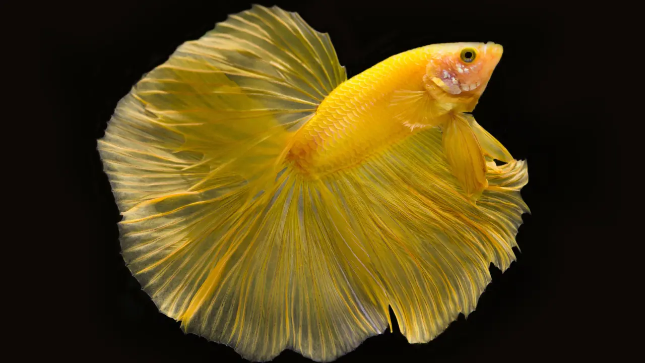 yellow fish name