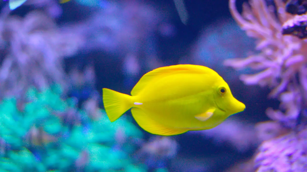 name for a yellow fish