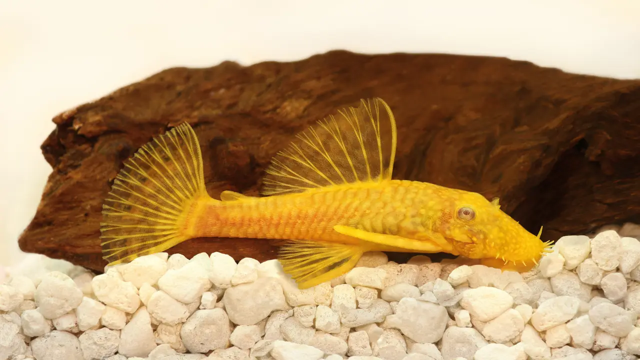 albino pleco