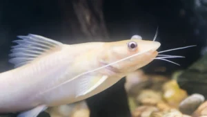 albino bristlenose pleco