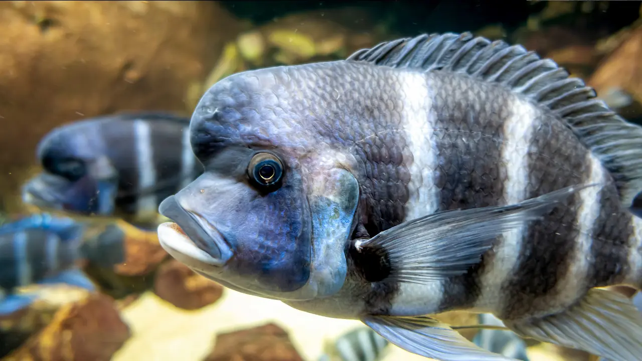 fish with big forehead