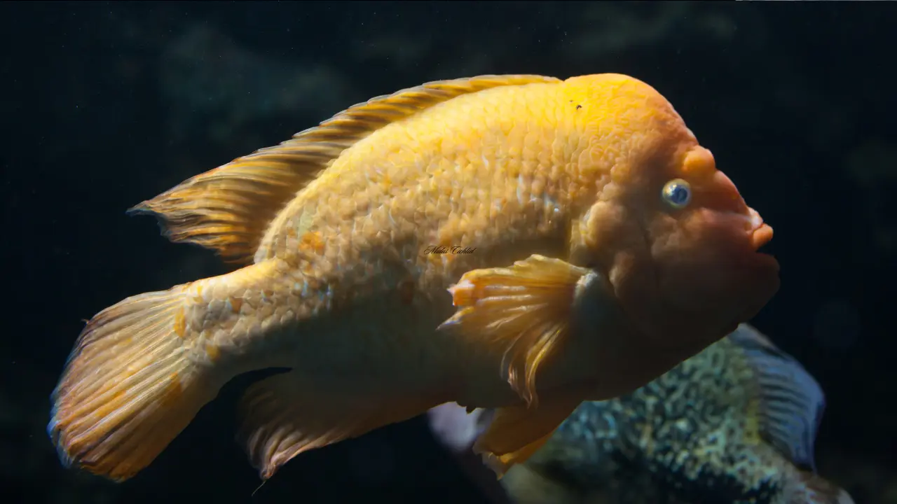 big forehead fish name