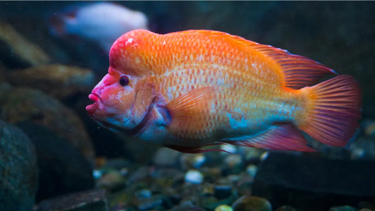 orange fish with big forehed