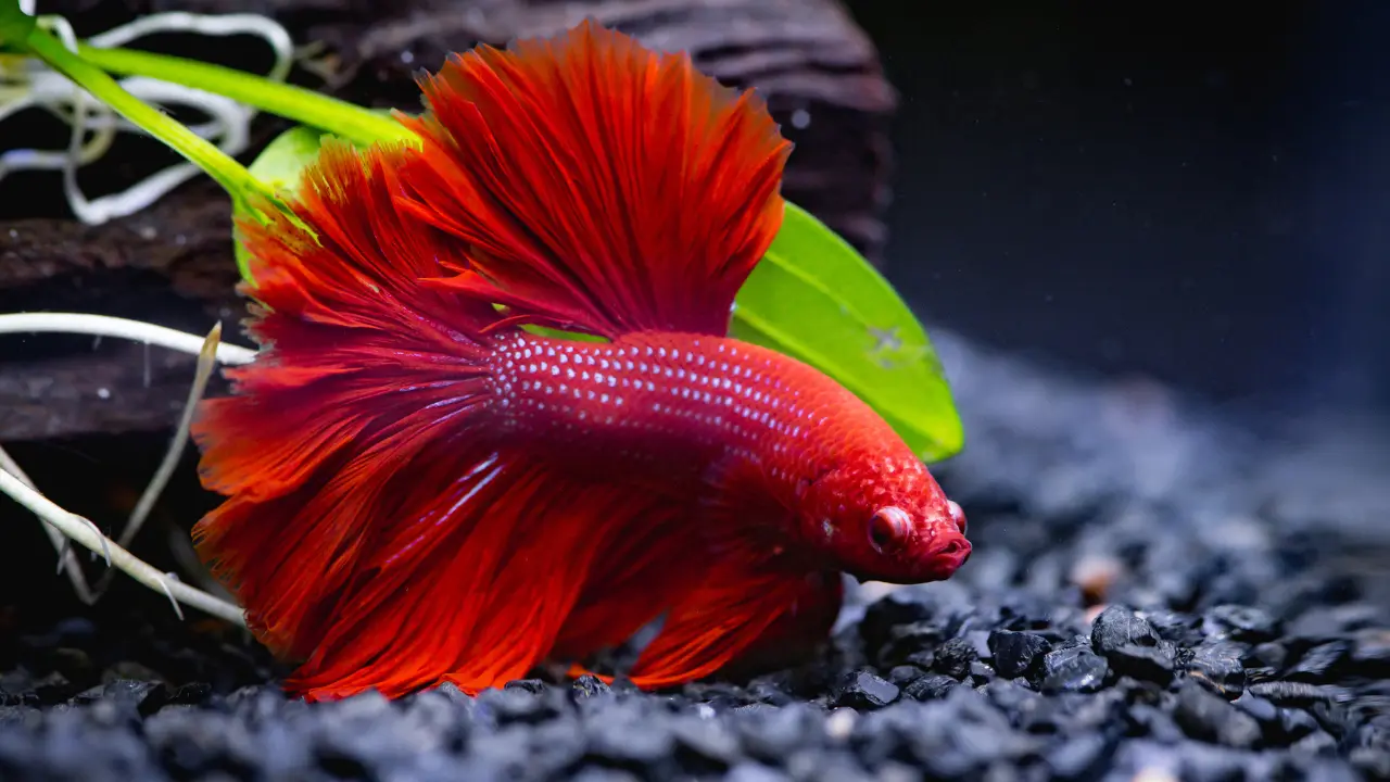 betta fish 