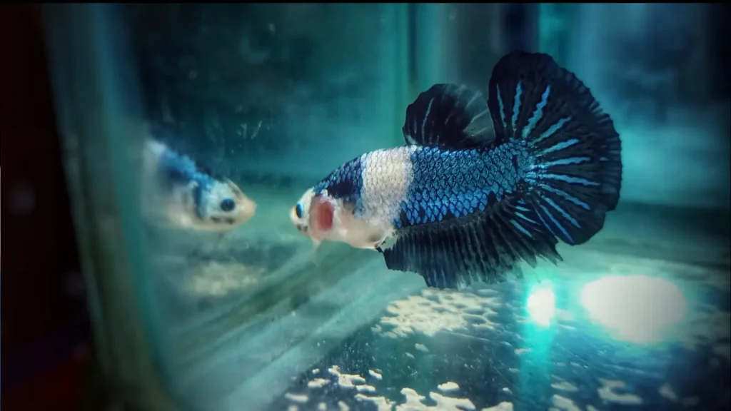 betta fish without food