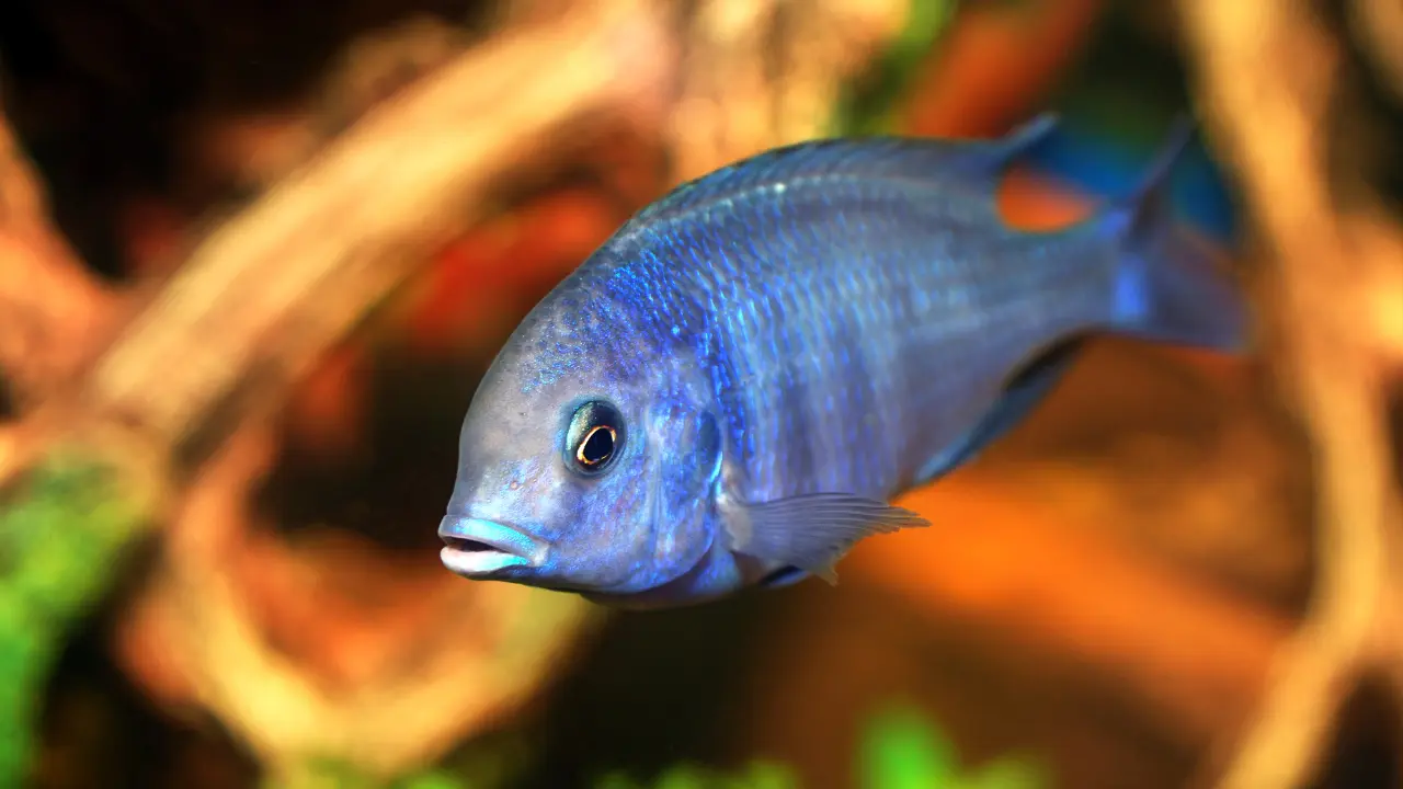 tuberculosis betta