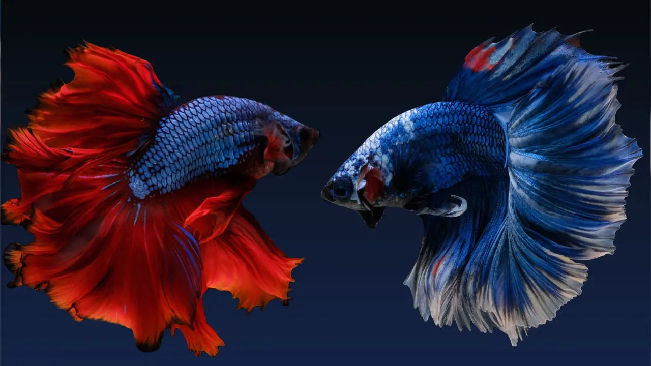  betta fish breeding