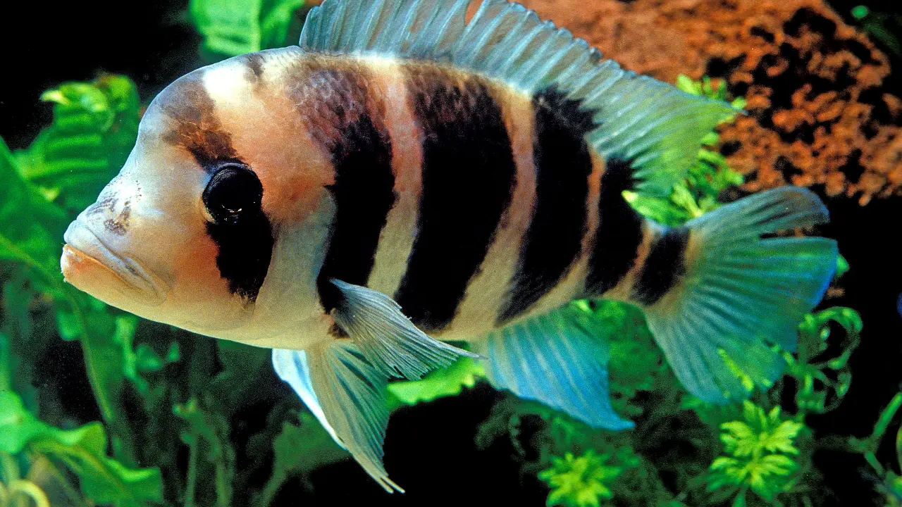 big forehead fish