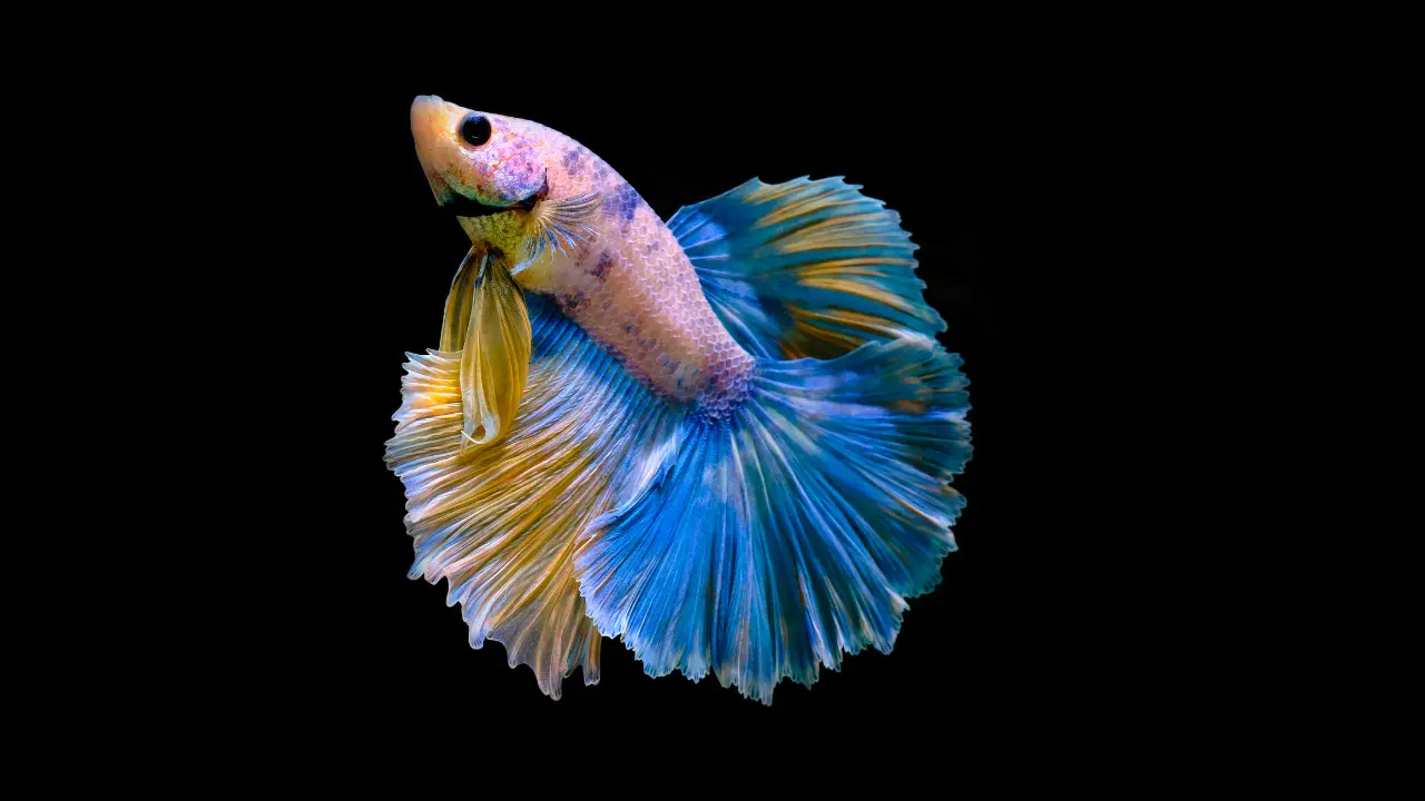 Betta fish