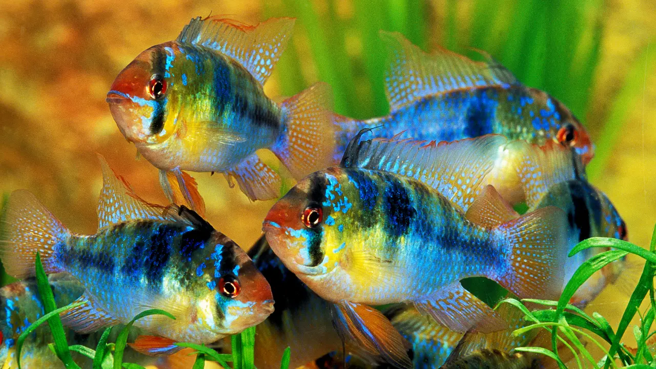 German Blue Ram