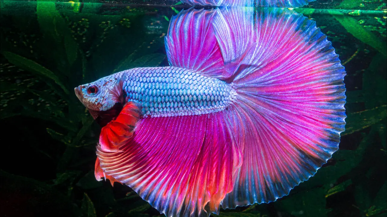 types of betta fish female 