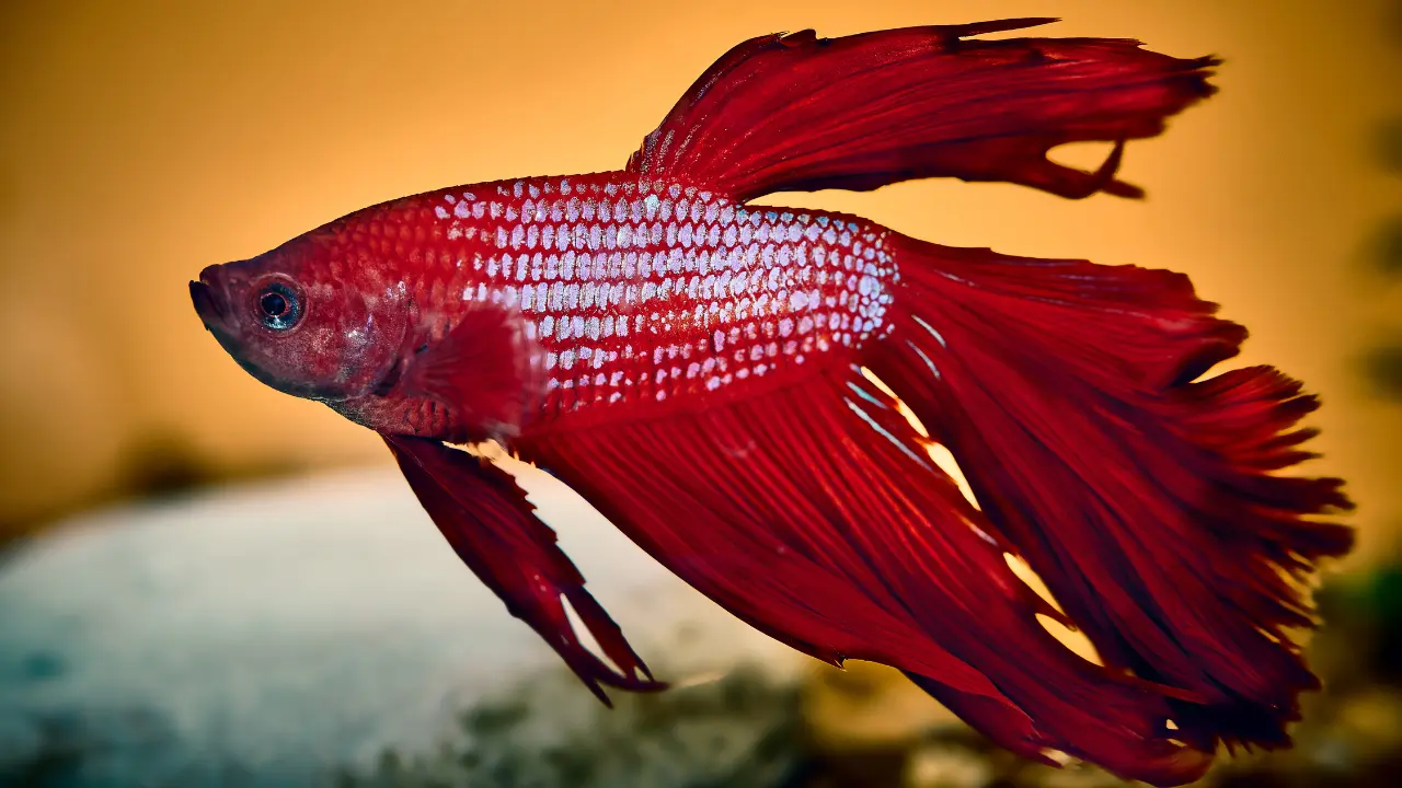 swim bladder disease