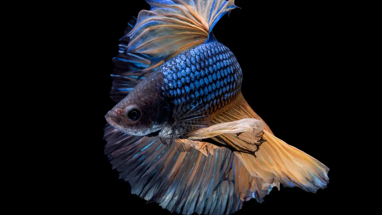 betta female 