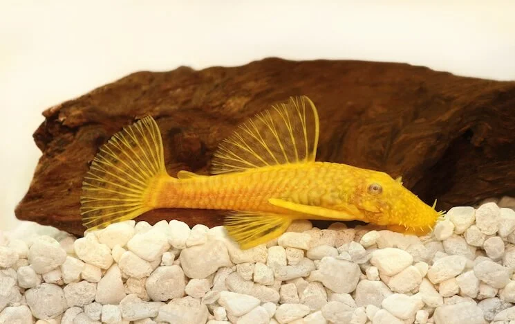 albino bristlenose plecos