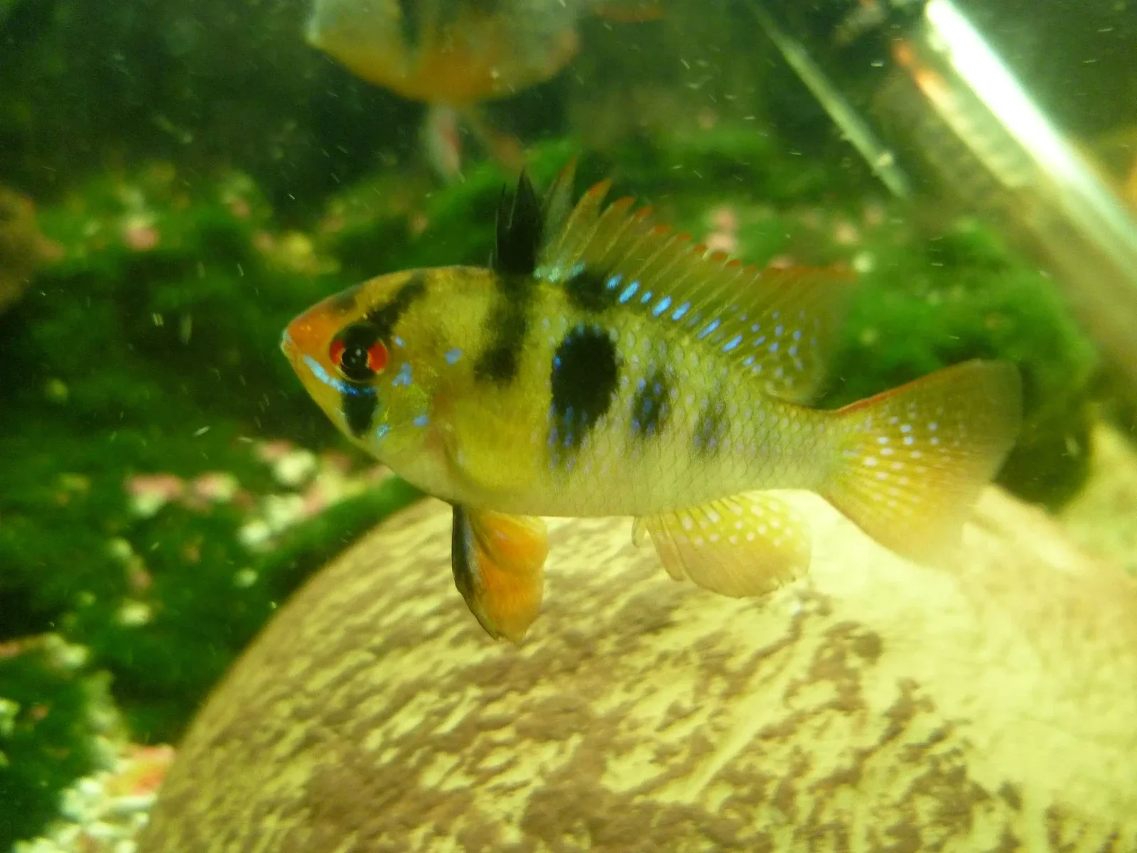 blue german rams