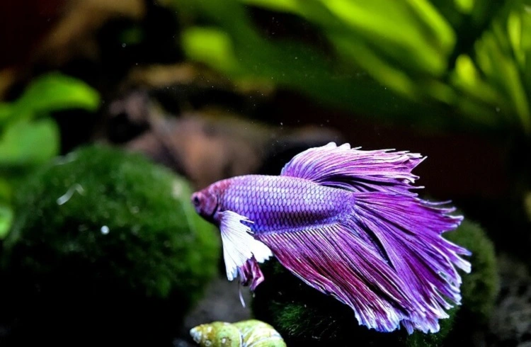 betta fish