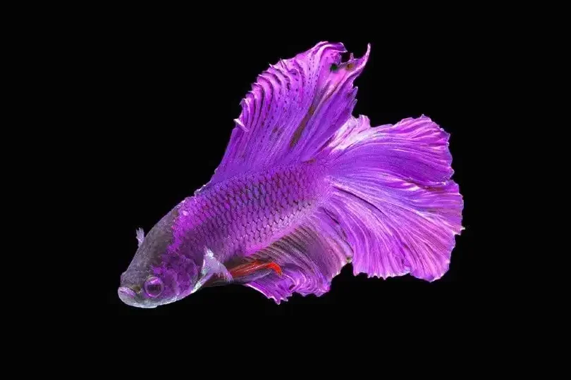 Purple Betta fish