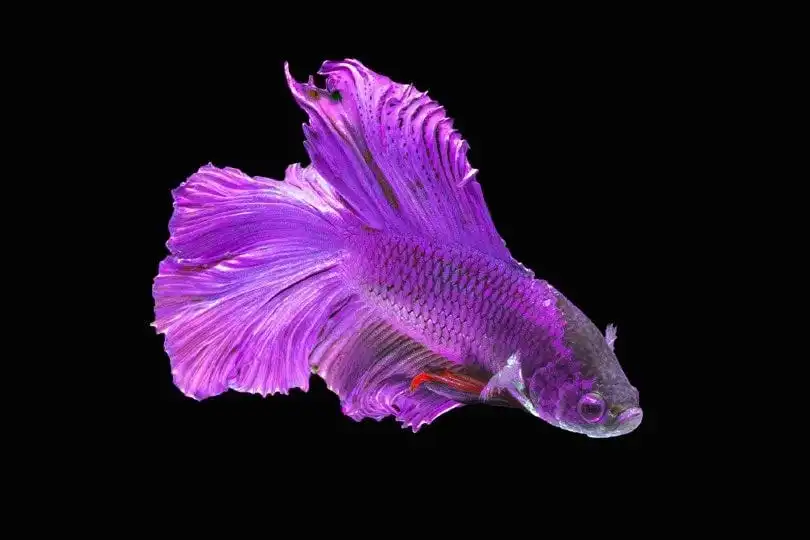 Purple Betta fish