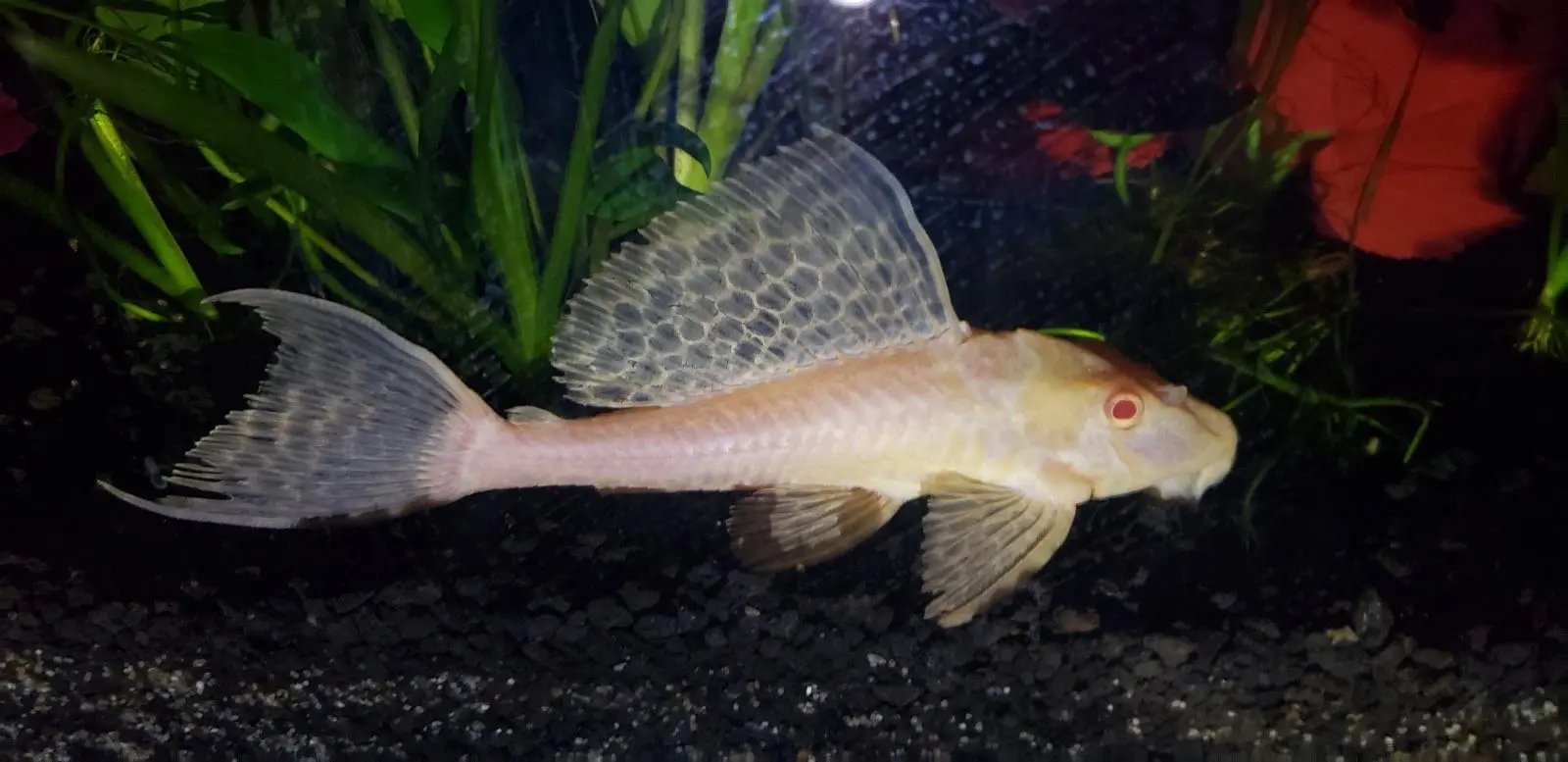 full grown albino pleco