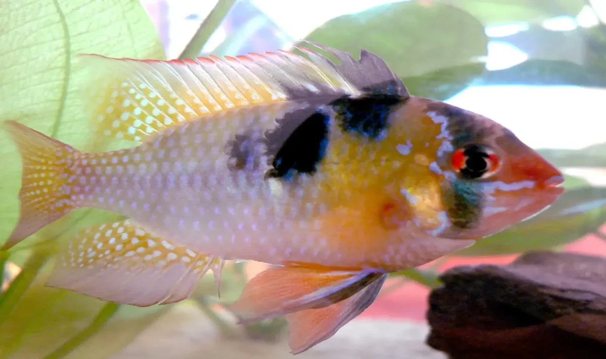 german blue ram cichlid