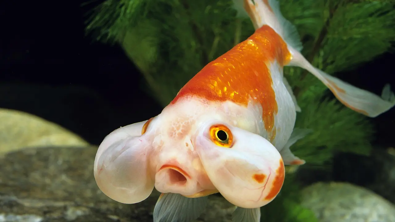 fish with big eyes