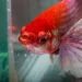 Betta Fish Velvet Disease: Best Treatment, Symptoms & Prevention