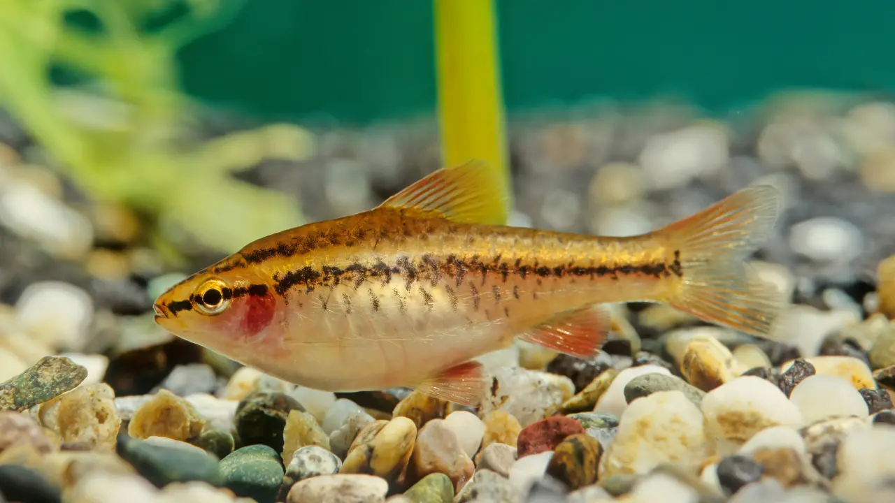 Cherry Barb for 20 gallon tank