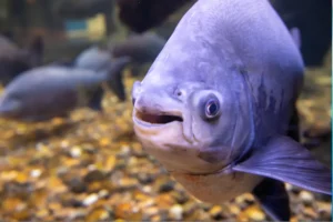 fish with big lips