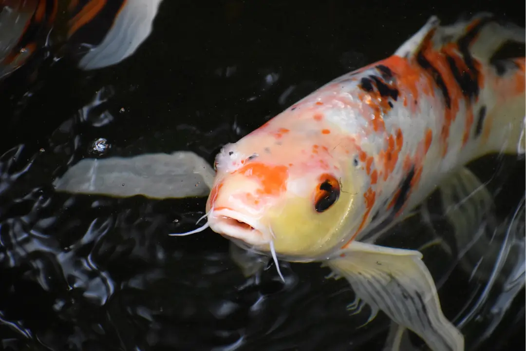 fish with whiskers