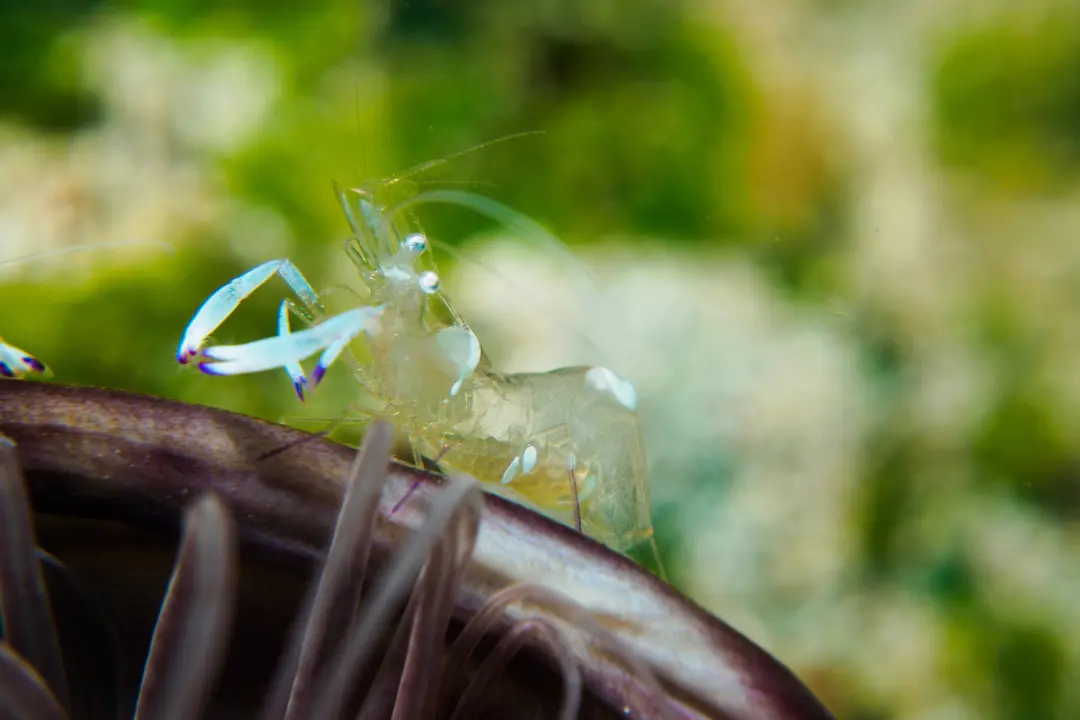 ghost shrimp