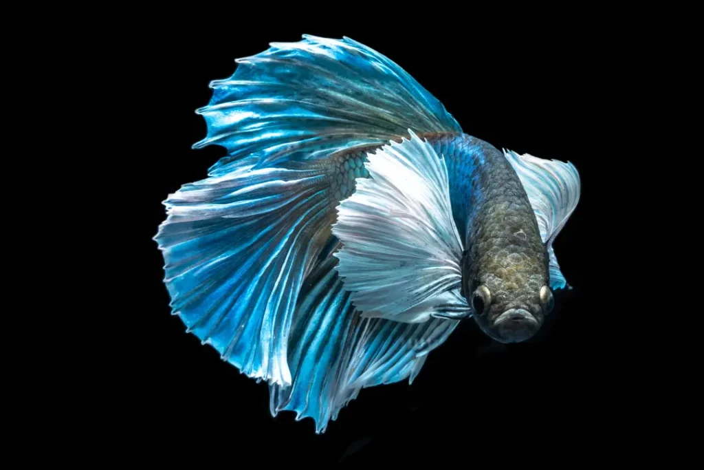 Betta fish Velvet