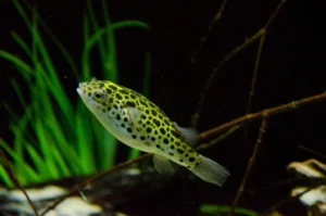 Green Spotted Puffer