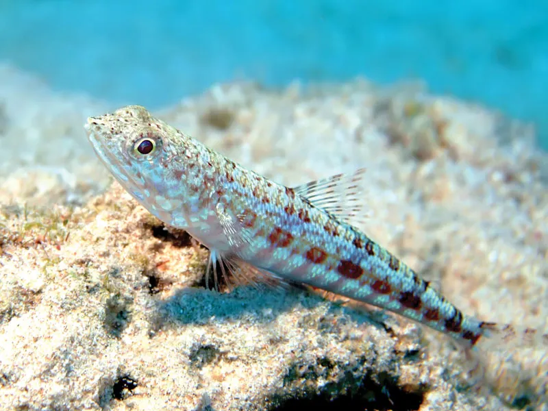 fish that look like lizards