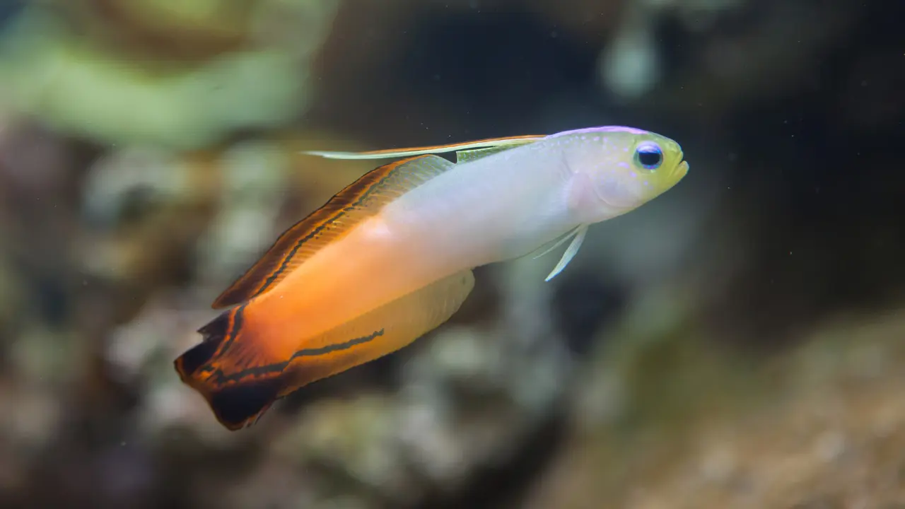 Firefish Goby