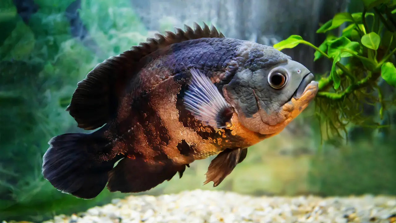 worst fish for beginners