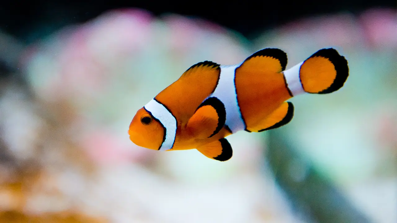 saltwater fish for beginners