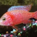 Amazing African Cichlid Lifespan: How Long Do African Cichlids Live