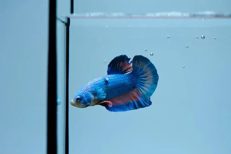 Betta Fish Tumor