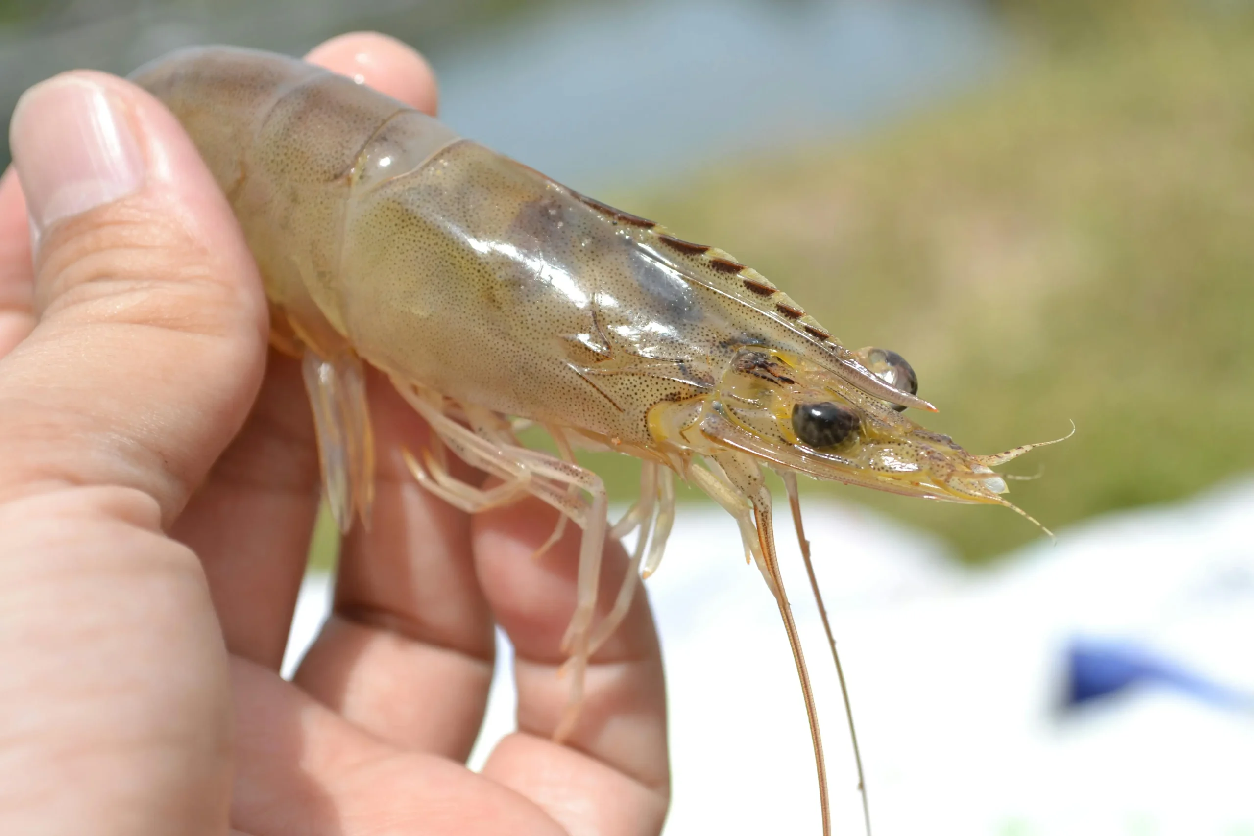 white leg shrimp